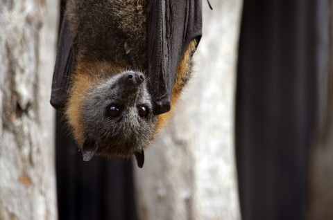 rabies