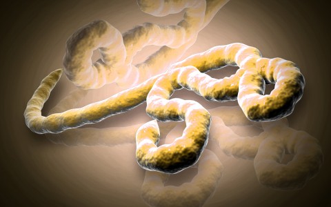ebola virus
