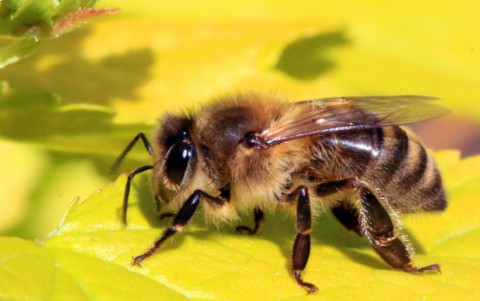 bee
