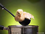 chicken soup