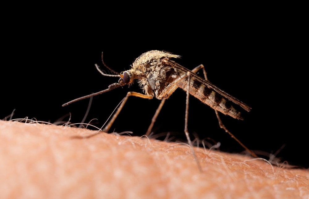 Zika virus