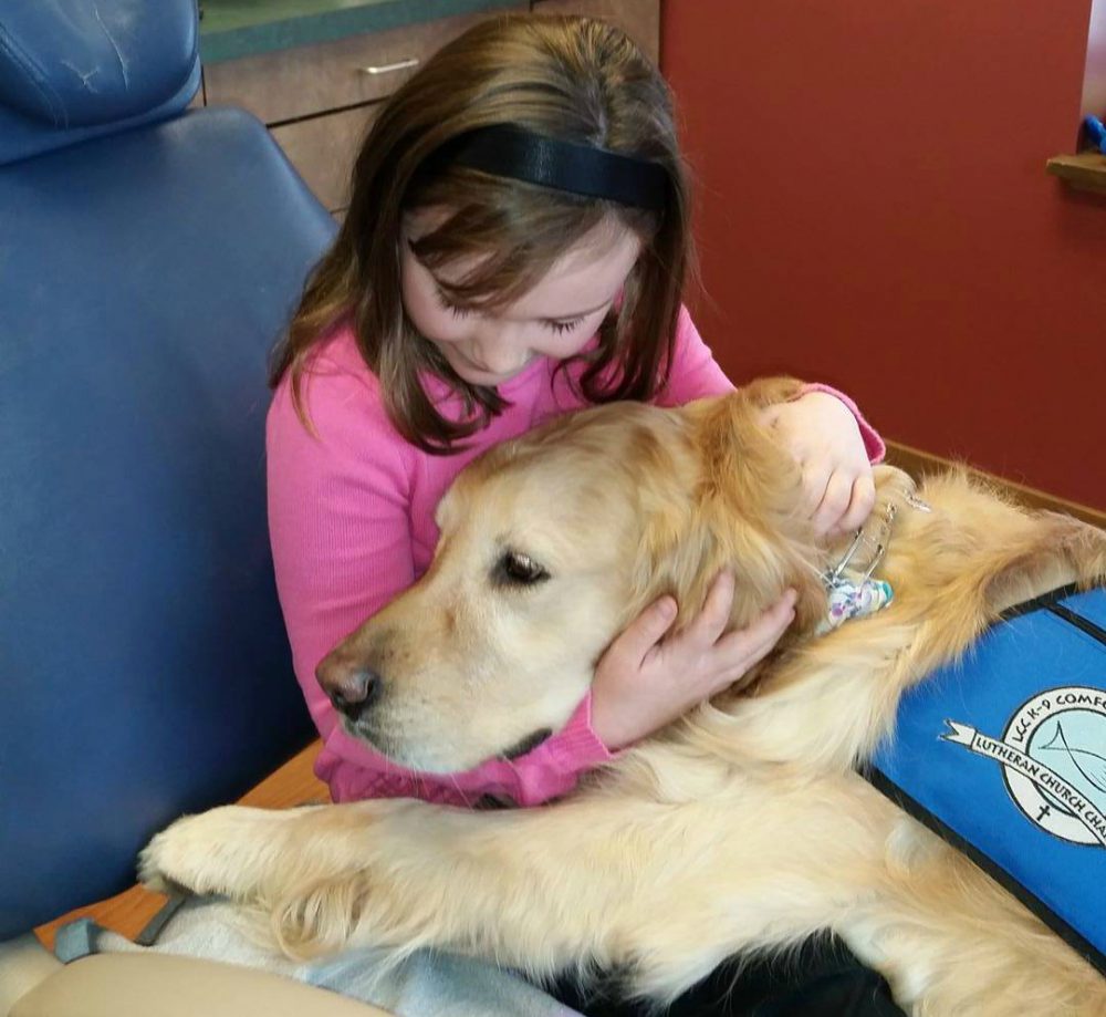 dental service dog
