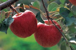 Apple Month