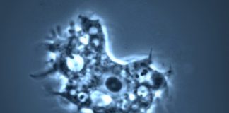 brain eating amoeba