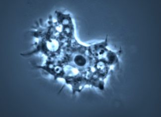 brain eating amoeba