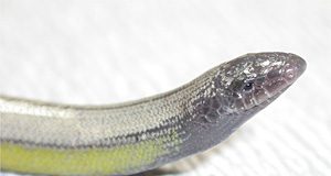 legless lizard