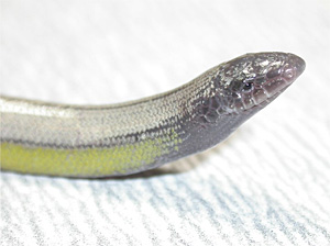 legless lizard