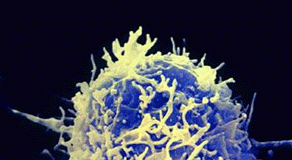 t-cell