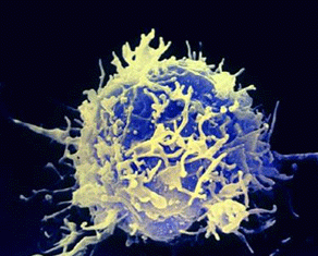 t-cell