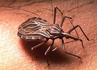 chagas disease bug