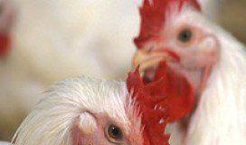 chicken salmonella