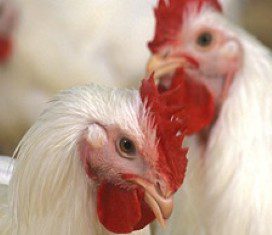 chicken salmonella
