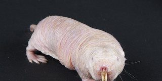 naked mole rat