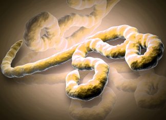 ebola virus