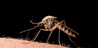 Zika virus