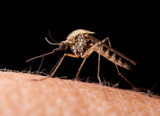 Zika virus