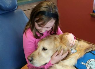 dental service dog