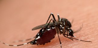Zika virus