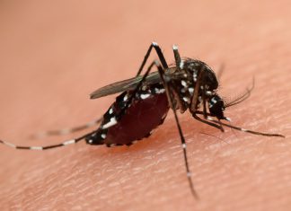 Zika virus